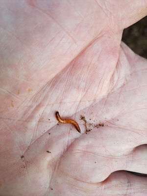 Nové Mlýny, 10.2.2024
Křivé jezero. Larva kovaříka Ectamenogonus montandoni.
Mots-clés: Přítluky Nové Mlýny Křivé jezero Ectamenogonus montandoni