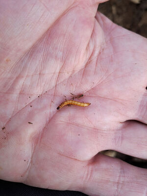 Nové Mlýny, 10.2.2024
Křivé jezero. Larva kovaříka Ectamenogonus montandoni.
Mots-clés: Přítluky Nové Mlýny Křivé jezero Ectamenogonus montandoni