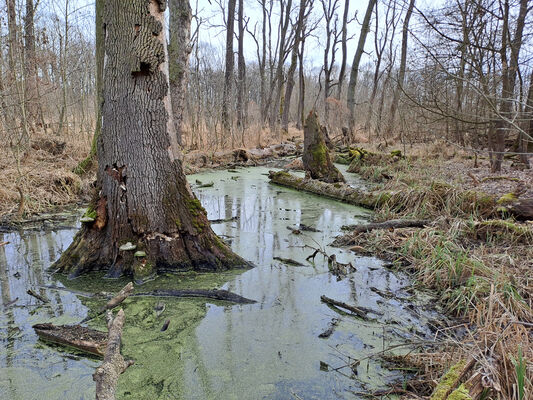 Nové Mlýny, 10.2.2024
Křivé jezero.
Mots-clés: Přítluky Nové Mlýny Křivé jezero