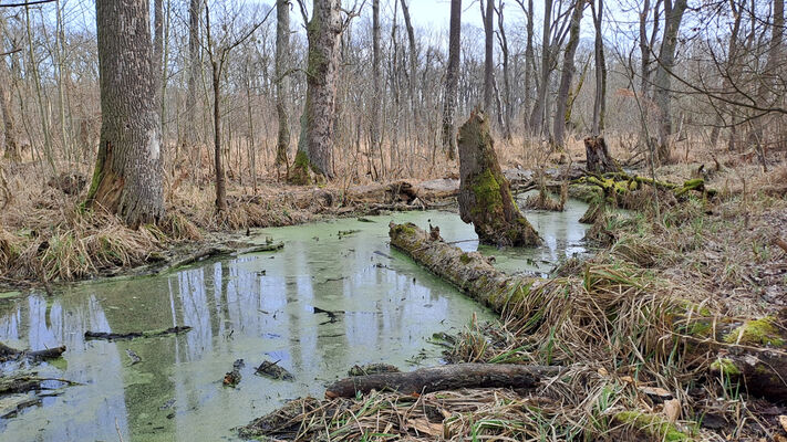 Nové Mlýny, 10.2.2024
Křivé jezero.
Mots-clés: Přítluky Nové Mlýny Křivé jezero