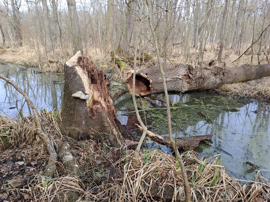 Nové Mlýny, 10.2.2024
Křivé jezero. Rozlomený jasan s dutinou osídlenou kovaříky Brachygonus dubius.
Klíčová slova: Přítluky Nové Mlýny Křivé jezero Brachygonus dubius