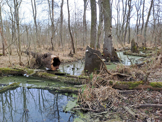 Nové Mlýny, 10.2.2024
Křivé jezero. 
Schlüsselwörter: Přítluky Nové Mlýny Křivé jezero Brachygonus dubius