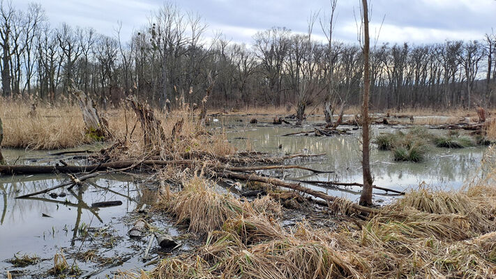 Nové Mlýny, 10.2.2024
Křivé jezero. 
Mots-clés: Přítluky Nové Mlýny Křivé jezero