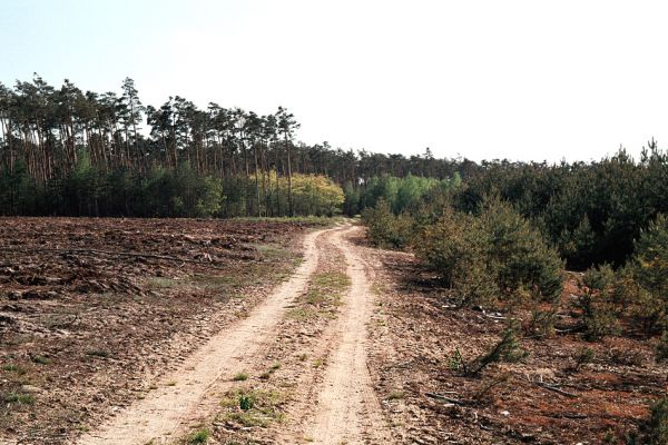 Pamětník, 11.5.2006
Cesta podél východního okraje pískovny Horní Flajšar. Biotop kovaříků Cardiophorus ruficollis a Ampedus balteatus.
Schlüsselwörter: Pamětník Horní Flajšar Cardiophorus ruficollis Ampedus balteatus