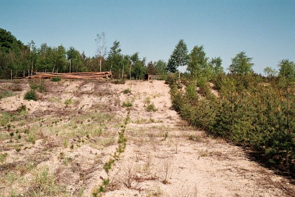 Pamětník, 11.5.2006
Jihozápadní svah pískovny Horní Flajšar. Biotop kovaříků Dicronychus equisetioides.
Klíčová slova: Pamětník Horní Flajšar Dicronychus equisetioides Pheletes aeneoniger