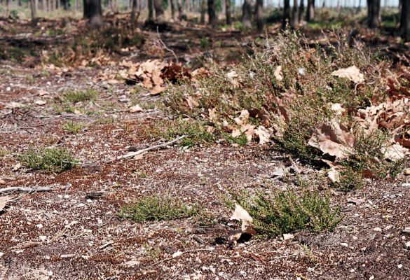 Pamětník, 11.5.2006
Vřesoviště na východním okraji pískovny Horní Flajšar. Biotop kovaříků Sericus brunneus.
Klíčová slova: Pamětník Horní Flajšar Sericus brunneus