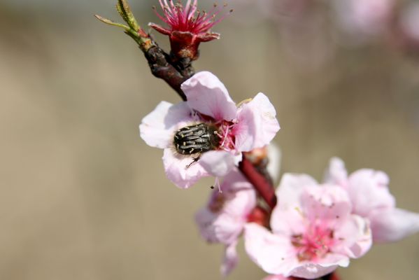 Hodonín, Pánov, 18.4.2012
Zlatohlávek huňatý (Tropinota hirta).
Klíčová slova: Hodonín Pánov Tropinota hirta