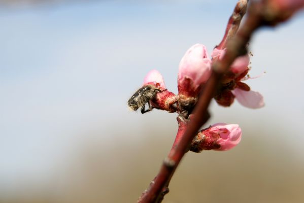 Hodonín, Pánov, 18.4.2012
Zlatohlávek huňatý (Tropinota hirta).
Schlüsselwörter: Hodonín Pánov Tropinota hirta