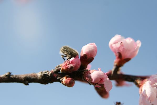 Hodonín, Pánov, 18.4.2012
Zlatohlávek huňatý (Tropinota hirta).
Klíčová slova: Hodonín Pánov Tropinota hirta