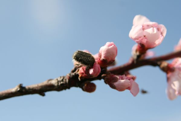 Hodonín, Pánov, 18.4.2012
Zlatohlávek huňatý (Tropinota hirta). 
Klíčová slova: Hodonín Pánov Tropinota hirta