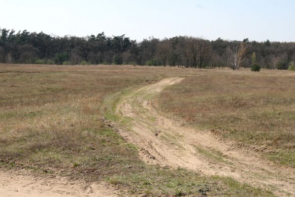 Hodonín, Pánov, 18.4.2012
Vojenské cvičiště.
Klíčová slova: Hodonín Pánov vojenské cvičiště