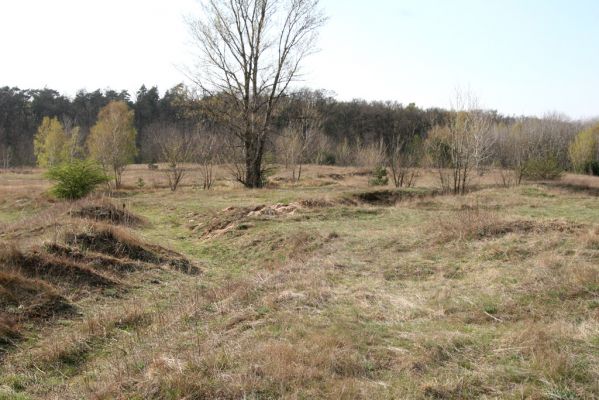 Hodonín, Pánov, 18.4.2012
Vojenské cvičiště.
Schlüsselwörter: Hodonín Pánov vojenské cvičiště