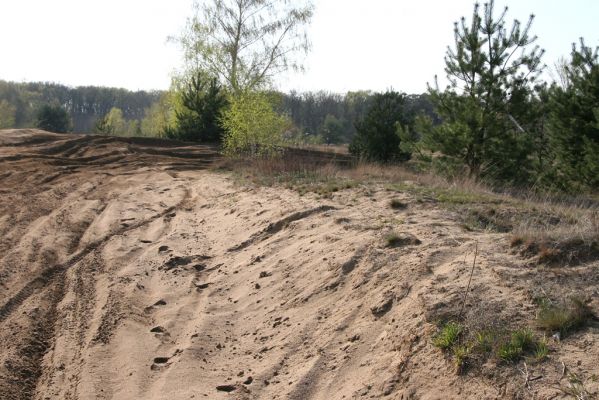 Hodonín, Pánov, 18.4.2012
Vojenské cvičiště - motokrosový areál.
Klíčová slova: Hodonín Pánov vojenské cvičiště motokrosový areál Dicronychus equisetioides