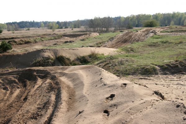 Hodonín, Pánov, 18.4.2012
Vojenské cvičiště - motokrosový areál. biotop kovaříka Dicronychus equisetioides.
Klíčová slova: Hodonín Pánov vojenské cvičiště motokrosový areál Dicronychus equisetioides