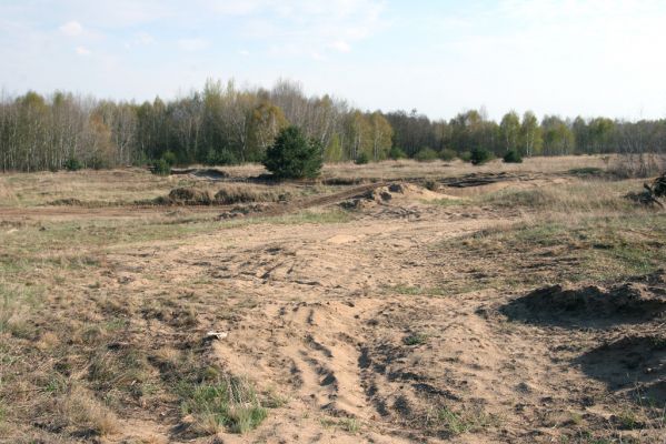 Hodonín, Pánov, 18.4.2012
Vojenské cvičiště - motokrosový areál.
Schlüsselwörter: Hodonín Pánov vojenské cvičiště motokrosový areál Dicronychus equisetioides