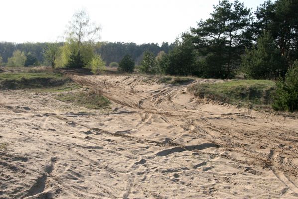 Hodonín, Pánov, 18.4.2012
Vojenské cvičiště - motokrosový areál.
Klíčová slova: Hodonín Pánov vojenské cvičiště motokrosový areál Dicronychus equisetioides