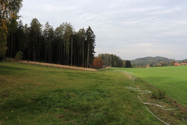Holín, 21.10.2020
Pařezská Lhota, pastvina pod Kozím hřbetem.
Klíčová slova: Holín Pařezská Lhota pastvina