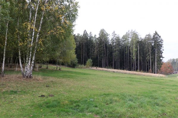 Holín, 21.10.2020
Pařezská Lhota, pastvina pod Kozím hřbetem.
Klíčová slova: Holín Pařezská Lhota pastvina