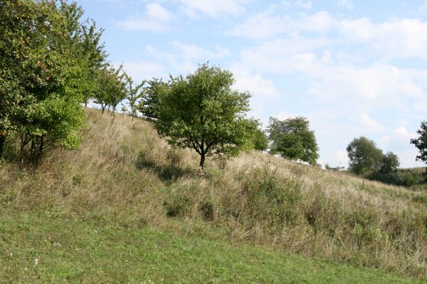 Hřibiny - Paseky, 11.9.2008
Nesečené zarůstající jižní svahy pod sadem. 
Schlüsselwörter: Hřibiny Paseky step sad