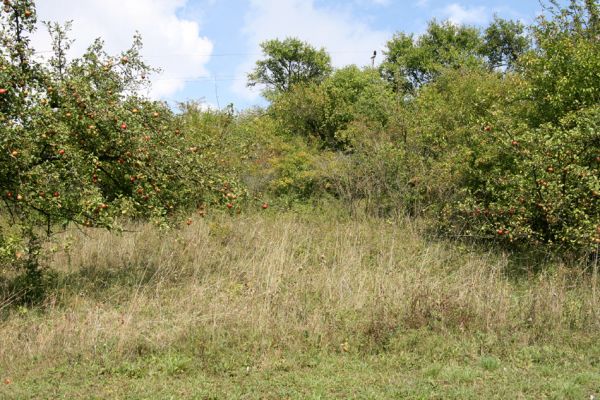 Hřibiny - Paseky, 11.9.2008
Nesečené zarůstající jižní svahy v sadu. 
Klíčová slova: Hřibiny Paseky step sad