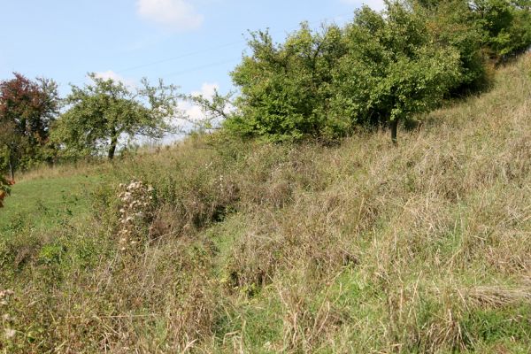 Hřibiny - Paseky, 11.9.2008
Nesečené zarůstající jižní svahy pod sadem. 
Schlüsselwörter: Hřibiny Paseky step sad