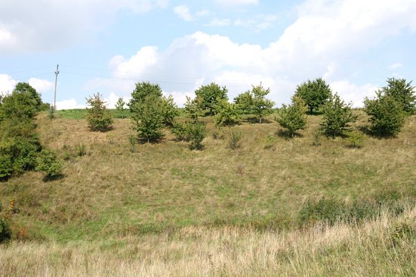 Hřibiny - Paseky, 11.9.2008
Nesečené zarůstající jižní svahy pod sadem. 
Klíčová slova: Hřibiny Paseky step sad