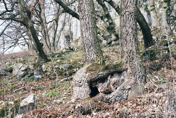 Pavlov, 1.4.2004
Soutěska. Dutý dub osídlený kovaříky Ischnodes sanguinicollis.



Klíčová slova: Pavlov Soutěska Ischnodes sanguinicollis