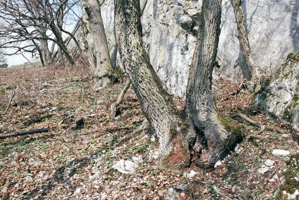 Pavlov, 1.4.2004
Soutěska. Dutý dub osídlený kovaříky Ischnodes sanguinicollis.


Klíčová slova: Pavlov Soutěska Ischnodes sanguinicollis