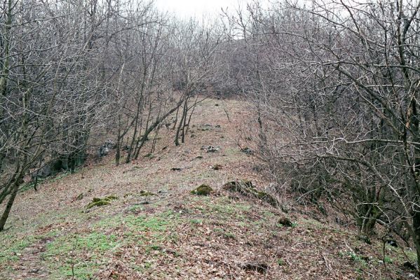 Pavlov, 1.4.2004
Hřbet ve stoupání od Dívčího hradu k Děvínu.

Mots-clés: Pavlov Děvín Pseudanostirus globicollis