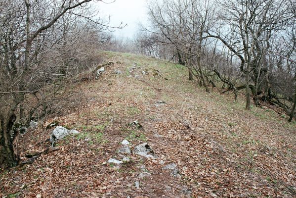 Pavlov, 1.4.2004
Hřbet ve stoupání od Dívčího hradu k Děvínu.


Klíčová slova: Pavlov Děvín Pseudanostirus globicollis