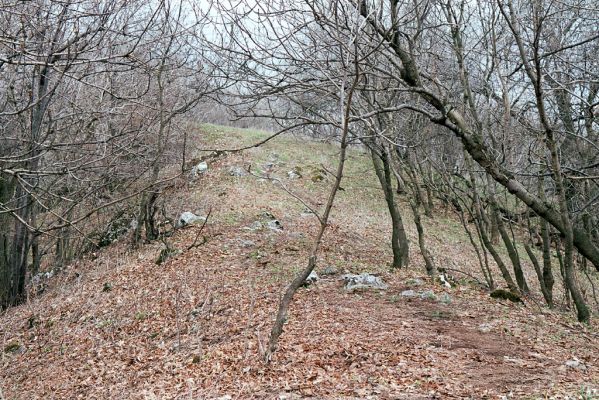 Pavlov, 1.4.2004
Hřbet ve stoupání od Dívčího hradu k Děvínu.
Schlüsselwörter: Pavlov Děvín Pseudanostirus globicollis Porthmidius austriacus Idolus picipennis