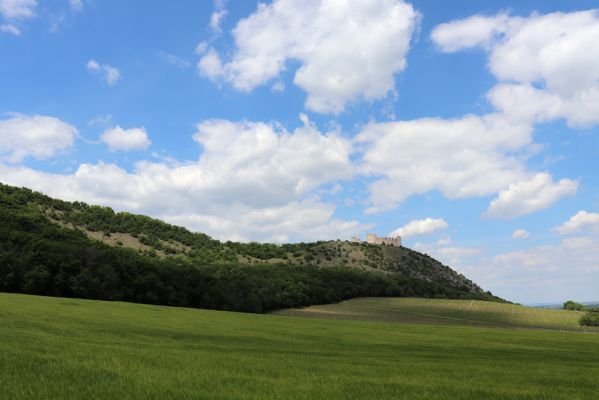 Pavlov, 21.5.2020
Pohled z jihu na Děvičky.
Mots-clés: Pavlovské vrchy Pavlov Děvičky