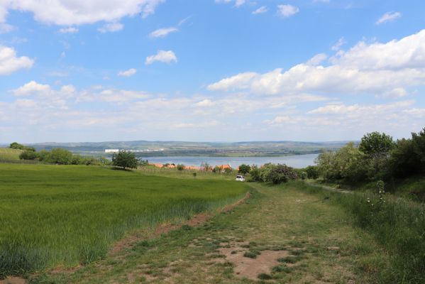 Pavlov, 21.5.2020
Pohled na Pavlov a Novomlýnské nádrže.
Klíčová slova: Pavlovské vrchy Pavlov Novomlýnské nádrže