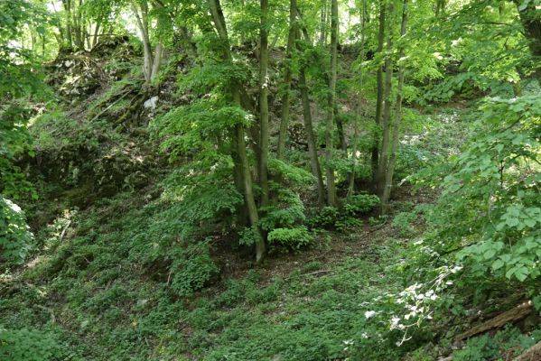 Pavlov, 21.5.2020
Suťový les na severovýchodním svahu Děvína - biotop kovaříků Porthmidius austriacus a Idolus picipennis. 
Mots-clés: Pavlovské vrchy Pavlov Děvín Porthmidius austriacus Athous vittatus Idolus picipennis