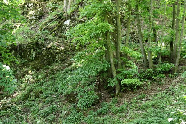 Pavlov, 21.5.2020
Suťový les na severovýchodním svahu Děvína - biotop kovaříků Porthmidius austriacus a Idolus picipennis. 
Schlüsselwörter: Pavlovské vrchy Pavlov Děvín Porthmidius austriacus Athous vittatus Idolus picipennis