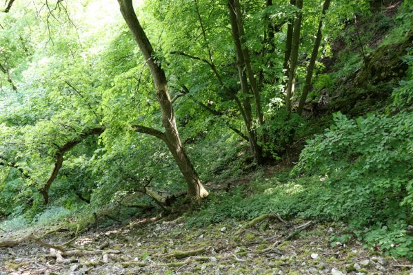 Pavlov, 21.5.2020
Suťový les na severovýchodním svahu Děvína - biotop kovaříků Porthmidius austriacus a Idolus picipennis. 
Mots-clés: Pavlovské vrchy Pavlov Děvín Porthmidius austriacus Athous vittatus Idolus picipennis