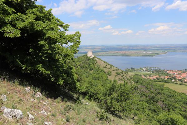 Pavlov, 21.5.2020
Pohled z Děvína na Děvičky a Novomlýnské nádrže.
Mots-clés: Pavlovské vrchy Pavlov vrch Děvín Děvičky Idolus picipennis Dicronychus testaceus