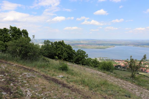 Pavlov, 21.5.2020
Pohled z Děvína na Pavlov a Novomlýnské nádrže.
Klíčová slova: Pavlovské vrchy Pavlov vrch Děvín Idolus picipennis Dicronychus testaceus