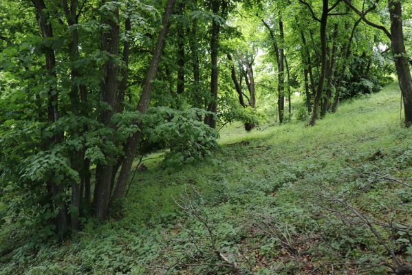 Pavlov, 21.5.2020
Lipový les na severovýchodním svahu Děvína - biotop kovaříků Porthmidius austriacus.
Klíčová slova: Pavlovské vrchy Pavlov Děvín Porthmidius austriacus Athous vittatus