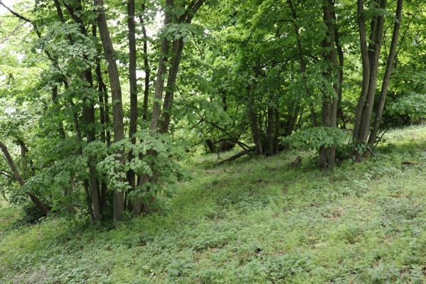 Pavlov, 21.5.2020
Lipový les na severovýchodním svahu Děvína - biotop kovaříků Porthmidius austriacus.
Schlüsselwörter: Pavlovské vrchy Pavlov Děvín Porthmidius austriacus Athous vittatus