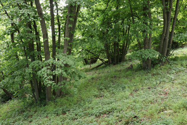 Pavlov, 21.5.2020
Lipový les na severovýchodním svahu Děvína - biotop kovaříků Porthmidius austriacus.
Mots-clés: Pavlovské vrchy Pavlov Děvín Porthmidius austriacus