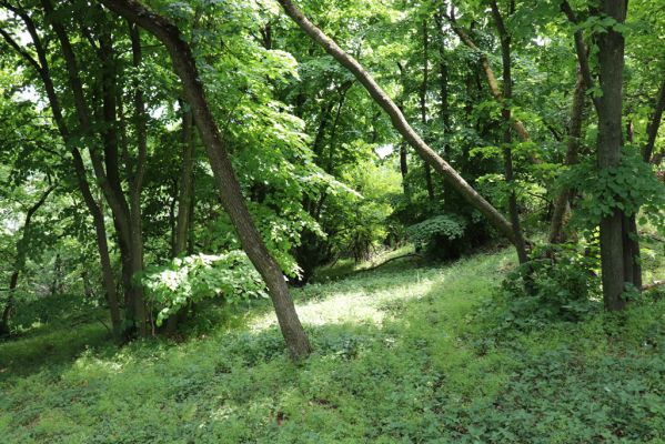 Pavlov, 21.5.2020
Lipový les na severovýchodním svahu Děvína - biotop kovaříků Porthmidius austriacus.
Schlüsselwörter: Pavlovské vrchy Pavlov Děvín Porthmidius austriacus Athous vittatus