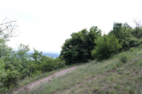 Pavlov, 21.5.2020
Severovýchodní hřbet Děvína.
Schlüsselwörter: Pavlovské vrchy Pavlov vrch Děvín Idolus picipennis