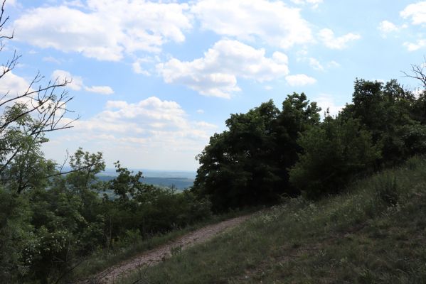 Pavlov, 21.5.2020
Severovýchodní hřbet Děvína.
Schlüsselwörter: Pavlovské vrchy Pavlov vrch Děvín Idolus picipennis