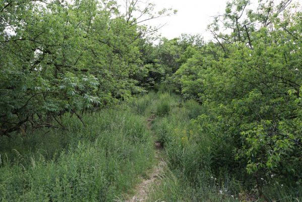 Pavlov, 21.5.2020
Severovýchodní hřbet vrchu Děvín - biotop kovaříka Pseudanostirus glogicollis.
Schlüsselwörter: Pavlovské vrchy Pavlov vrch Děvín Pseudanostirus globicollis