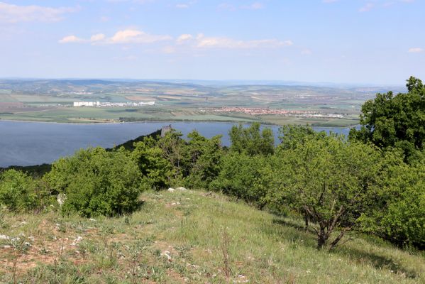 Pavlov, 21.5.2020
Severovýchodní hřbet vrchu Děvín - pohled na Děvičky a Novomlýnské nádrže.
Mots-clés: Pavlovské vrchy Pavlov vrch Děvín Děvičky Idolus picipennis Dicronychus testaceus