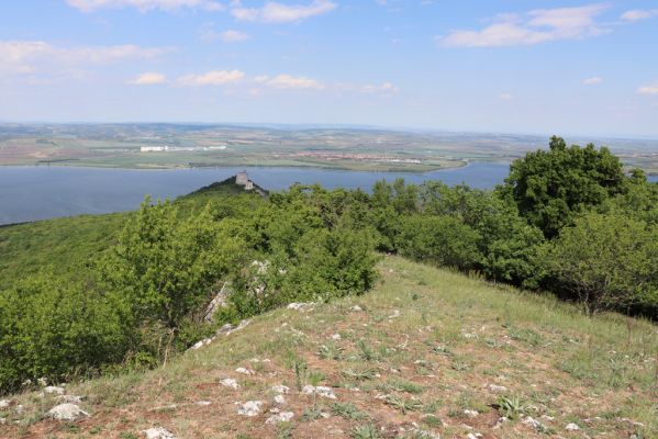 Pavlov, 21.5.2020
Pohled z vrchu Děvín na Děvičky a Novomlýnské nádrže.
Klíčová slova: Pavlovské vrchy Pavlov vrch Děvín Děvičky Idolus picipennis Dicronychus testaceus