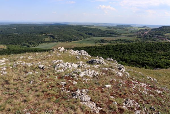 Pavlov, 21.5.2020
Pohled z jižního svahu Děvína k Mikulovu.
Schlüsselwörter: Pavlovské vrchy Pavlov vrch Děvín Melanotus brunnipes