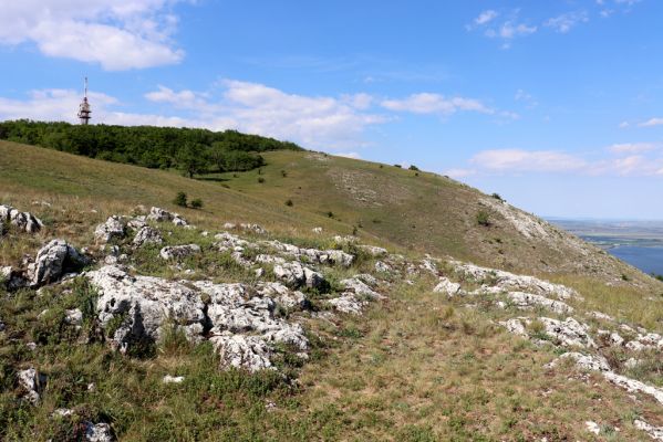 Pavlov, 21.5.2020
Pohled na Děvín z jeho jižního svahu.
Schlüsselwörter: Pavlovské vrchy Pavlov vrch Děvín Melanotus brunnipes