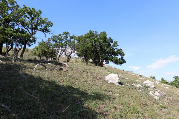 Pavlov, 21.5.2020
Lesostep na jižním svahu Děvína.
Mots-clés: Pavlovské vrchy Pavlov vrch Děvín